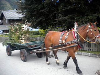 bauernherbst-wald-im-pinzgau010.jpg