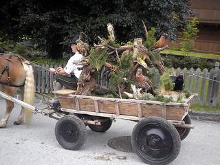 bauernherbst-wald-im-pinzgau015.jpg