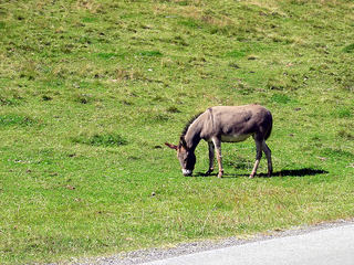 landschaftsbilder-rund-um-krimml008.jpg